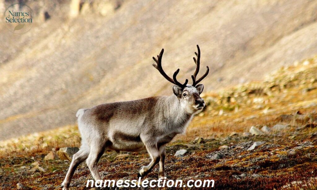 Global & Cultural Reindeer Names