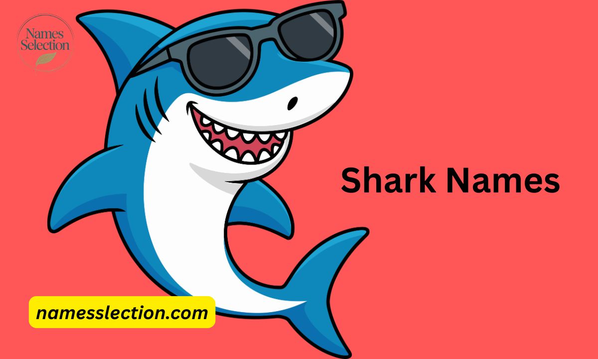 430 Shark Names – Cool, Cute, Funny & Unique Shark Name Ideas
