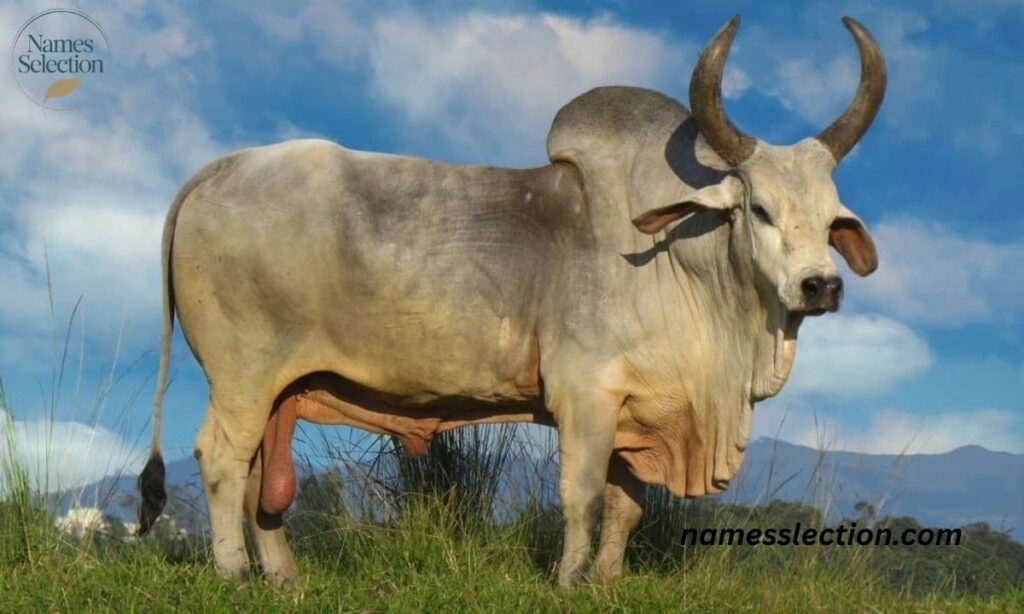 Cow (Bos taurus) Related Species